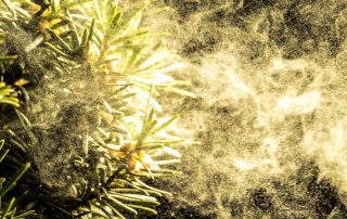cloud of pollen coming off trees as an example of las vegas allergies