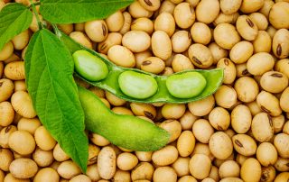 picture of soy plant food allergy testing near me