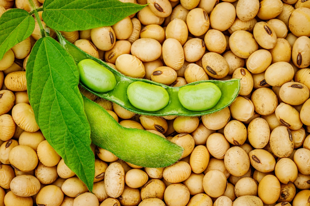 picture of soy plant food allergy testing near me