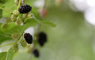 mulberry bush identified as top allergy by allergy doctor las vegas