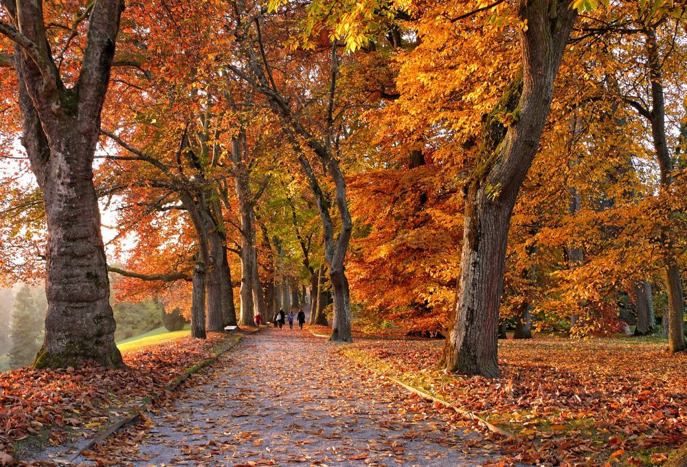 Fall Allergy Survival Guide: How to Breathe Easier This Season in Nevada