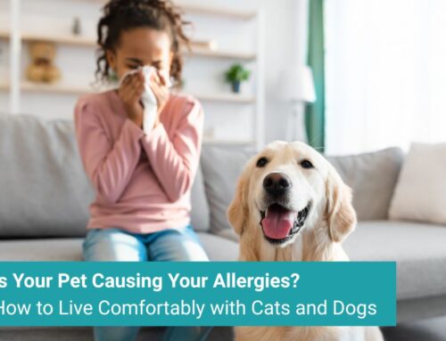 Is Your Pet Causing Your Allergies? How to Live Comfortably with Cats and Dogs