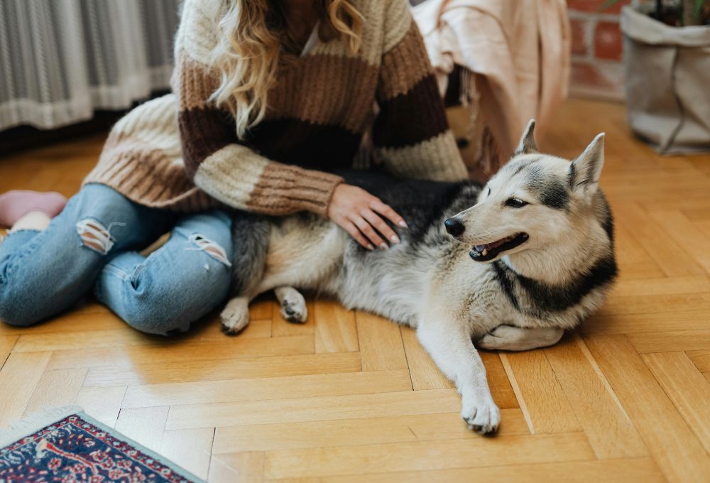 Is Your Pet Causing Your Allergies? How to Live Comfortably with Cats and Dogs