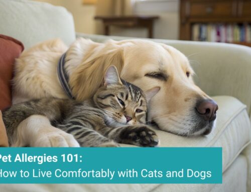 Pet Allergies 101: How to Live Comfortably with Cats and Dogs